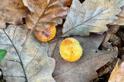 <i>Cynips quercusfolii</i>