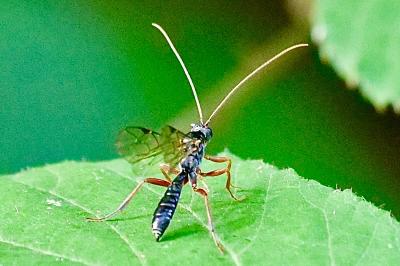 <i>Ichneumon</i>