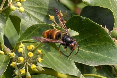 <i>Vespa velutina</i>