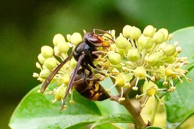 <i>Vespa velutina</i>
