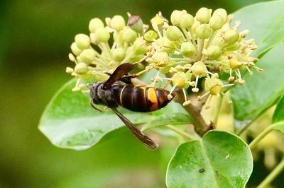 <i>Vespa velutina</i>