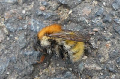<i>Bombus sp (pascuorum/humilis/muscorum)</i>