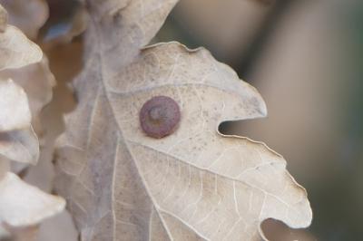 <i>Neuroterus quercusbaccarum</i>