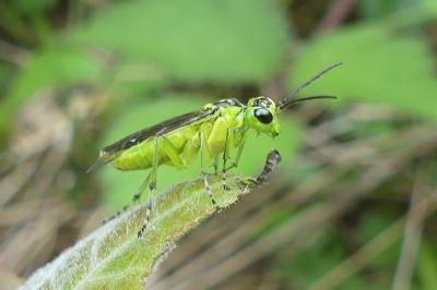 <i>Rhogogaster</i>