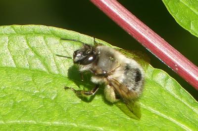 <i>Anthophora plumipes</i>