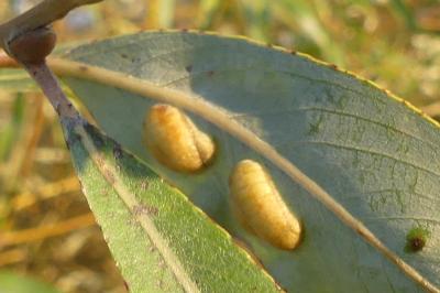 <i>Euura proxima</i>