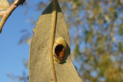 <i>Euura proxima</i>
