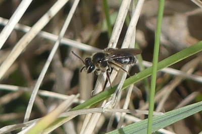 <i>Andrena</i>