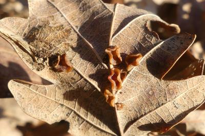 <i>Neuroterus albipes</i>
