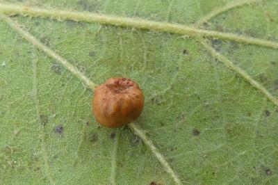<i>Cynips disticha</i>