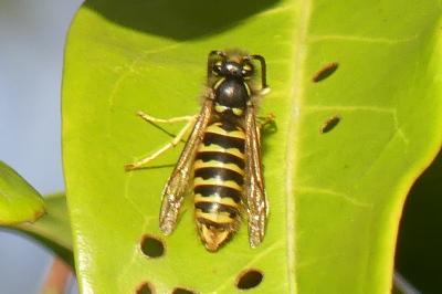 <i>Vespula vulgaris</i>