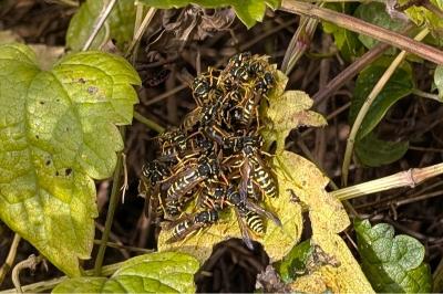 <i>Polistes dominula</i>