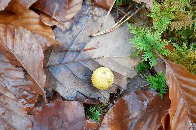 <i>Cynips quercusfolii</i>