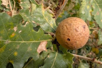 <i>Andricus kollari</i>