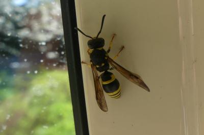 <i>Ancistrocerus</i>