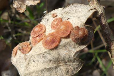 <i>Neuroterus quercusbaccarum</i>