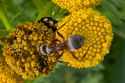 <i>Lasius emarginatus</i>