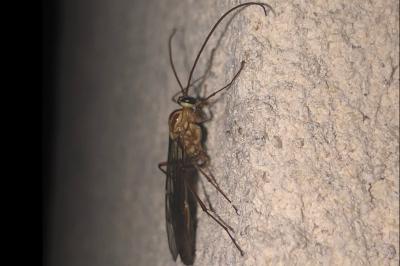 <i>Ophion</i>
