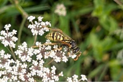 <i>Polistes dominula</i>