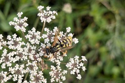 <i>Polistes dominula</i>