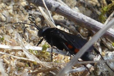 <i>Anoplius viaticus</i>