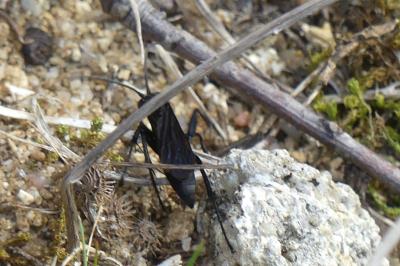 <i>Anoplius viaticus</i>