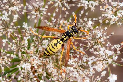 <i>Polistes dominula</i>
