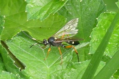 <i>Diphyus quadripunctorius</i>
