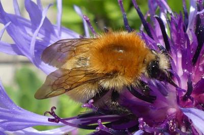 <i>Bombus sp (pascuorum/humilis/muscorum)</i>