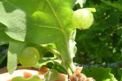 <i>Cynips quercusfolii</i>