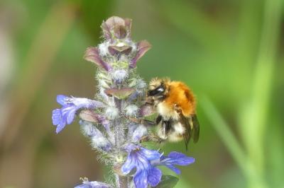 <i>Bombus sp (pascuorum/humilis/muscorum)</i>