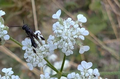 <i>Gasteruption</i>
