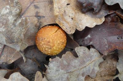 <i>Cynips quercusfolii</i>
