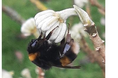 <i>Bombus sp (terrestris/lucorum/cryptarum/magnus)</i>
