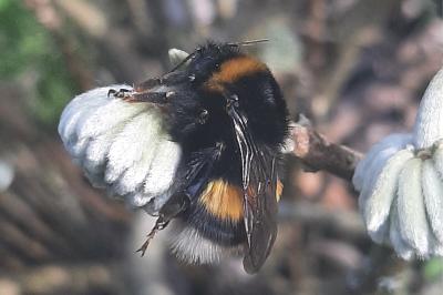 <i>Bombus sp (terrestris/lucorum/cryptarum/magnus)</i>