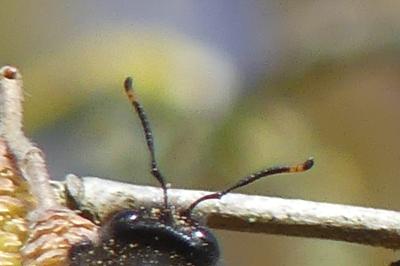 <i>Xylocopa violacea</i>