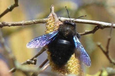 <i>Xylocopa violacea</i>