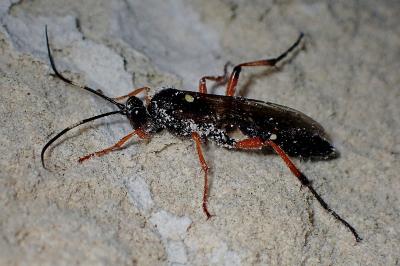<i>Diphyus quadripunctorius</i>