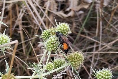 <i>Sphex funerarius</i>