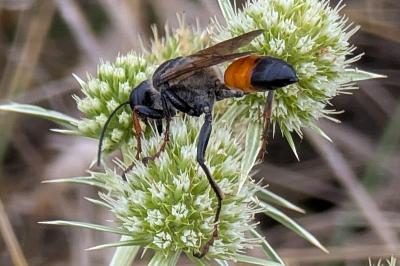 <i>Sphex funerarius</i>
