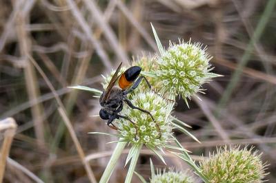 <i>Sphex funerarius</i>