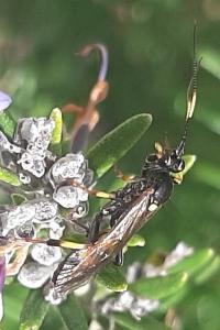 <i>Diphyus quadripunctorius</i>