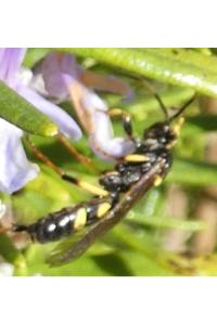 <i>Diphyus quadripunctorius</i>