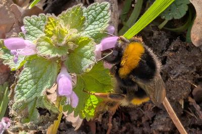 <i>Bombus</i>