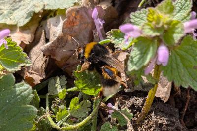 <i>Bombus</i>