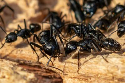 <i>Camponotus vagus</i>