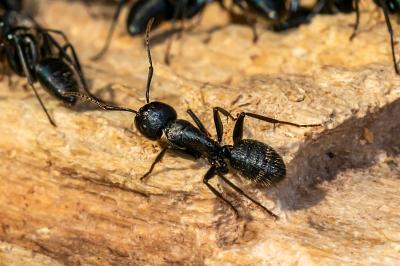 <i>Camponotus vagus</i>