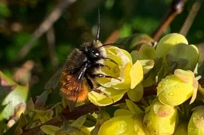 <i>Osmia cornuta</i>