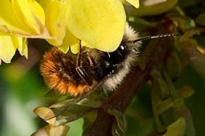 <i>Osmia cornuta</i>