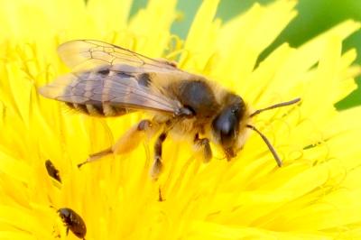 <i>Andrena flavipes</i>